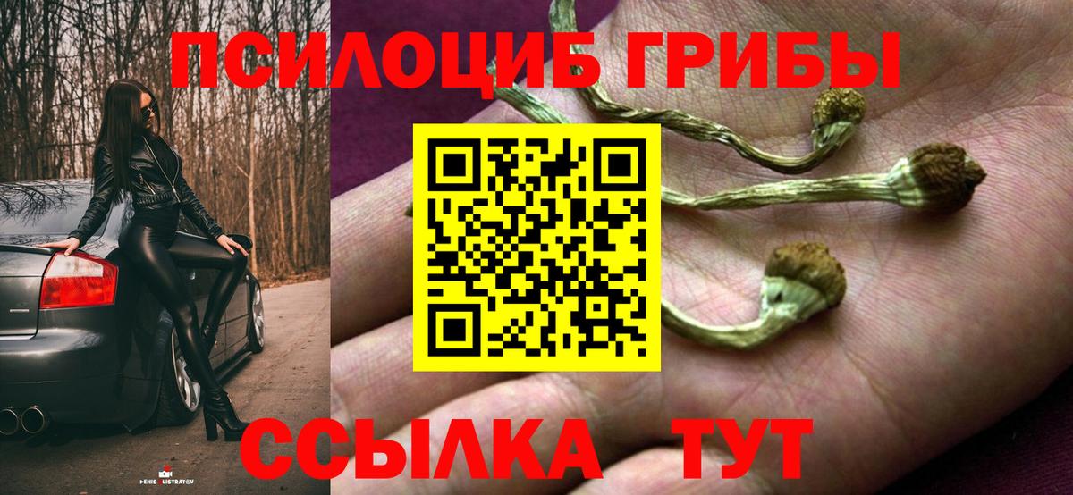 Псилоцибиновые грибы Psilocybine cubensis Сосновый Бор